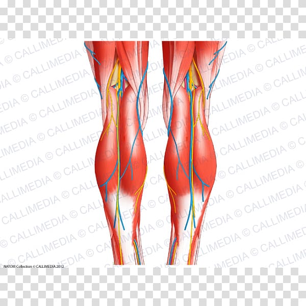 Knee Tendon Human body Human anatomy, Popliteal Artery transparent background PNG clipart
