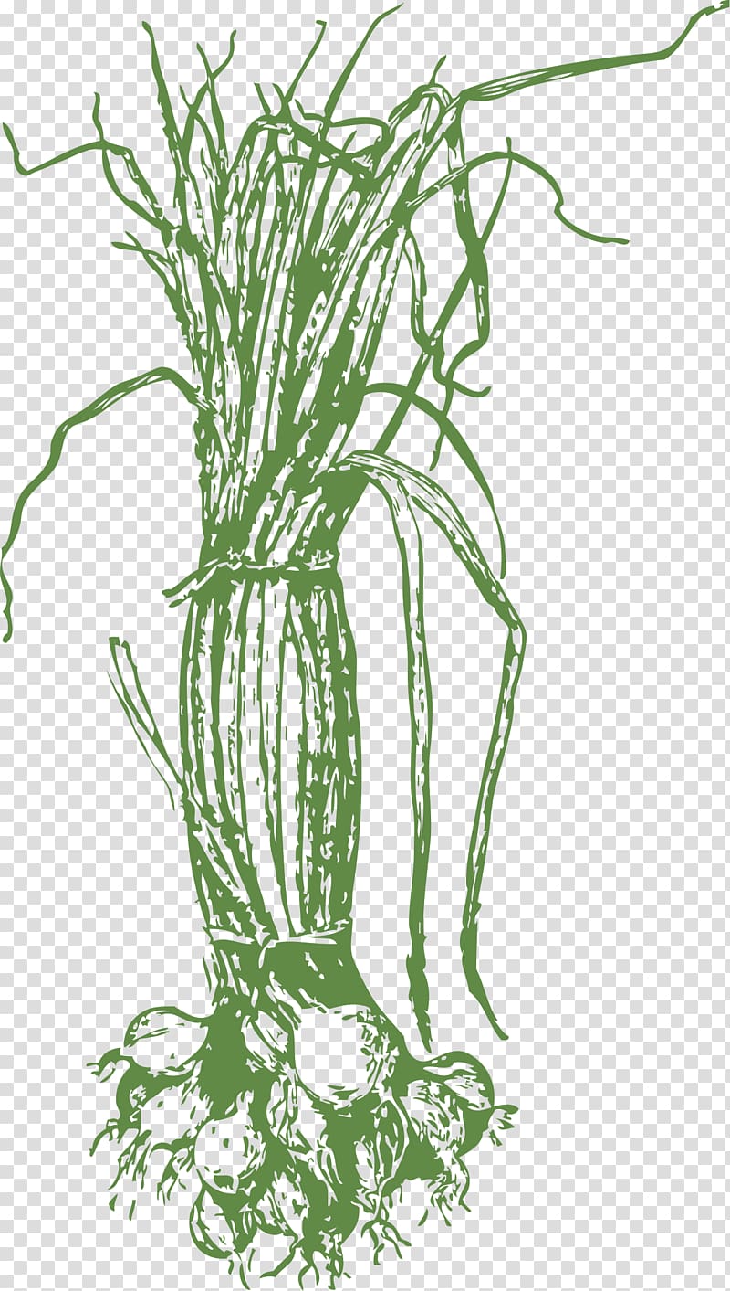 Onion Drawing , onion transparent background PNG clipart