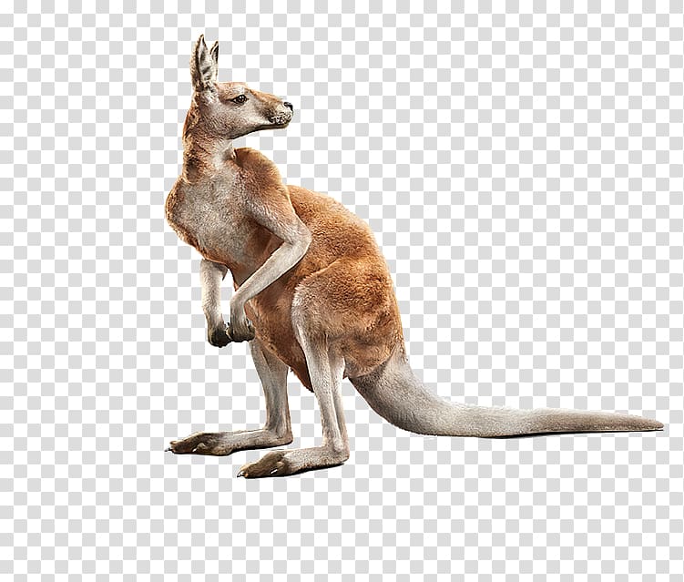 Red kangaroo Computer-generated ry realism Animal, kangaroo transparent background PNG clipart