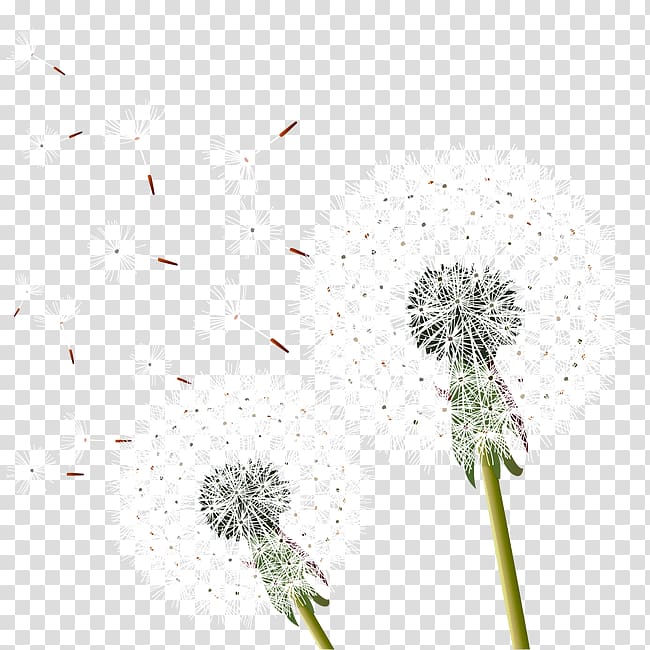 Dandelion transparent background PNG clipart