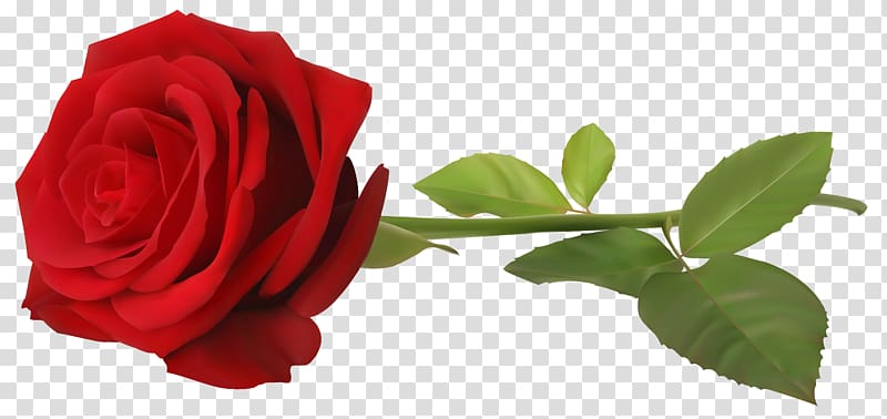 , Red Rose with Stem , red rose flower transparent background PNG clipart