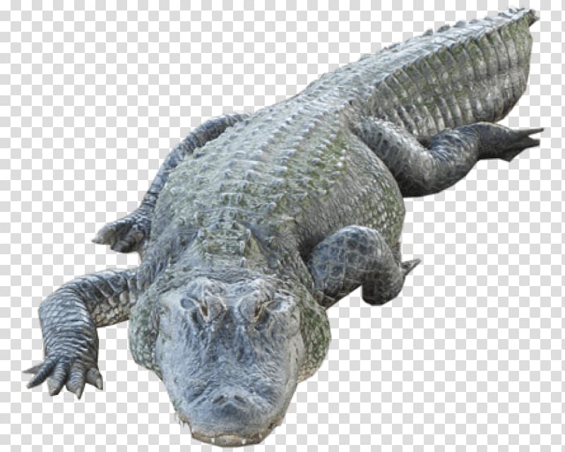 American alligator Nile crocodile Portable Network Graphics , crocodile transparent background PNG clipart