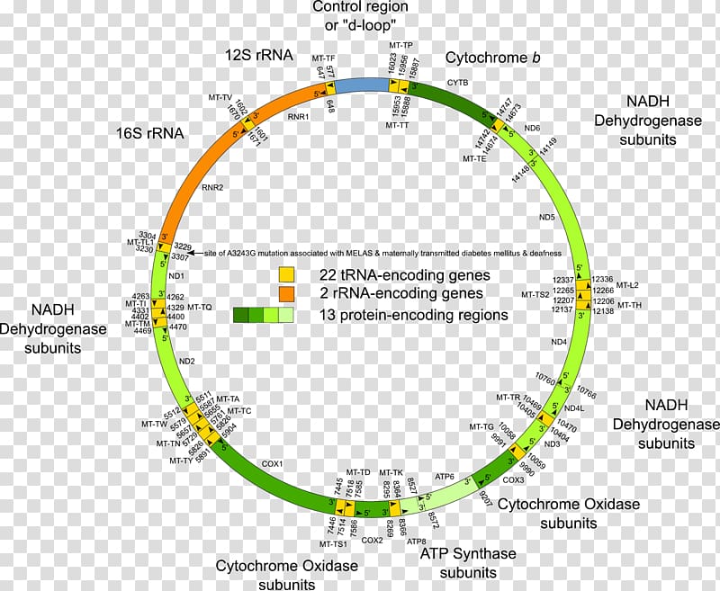 Human Genome Project Mitochondrial DNA Human mitochondrial genetics, others transparent background PNG clipart