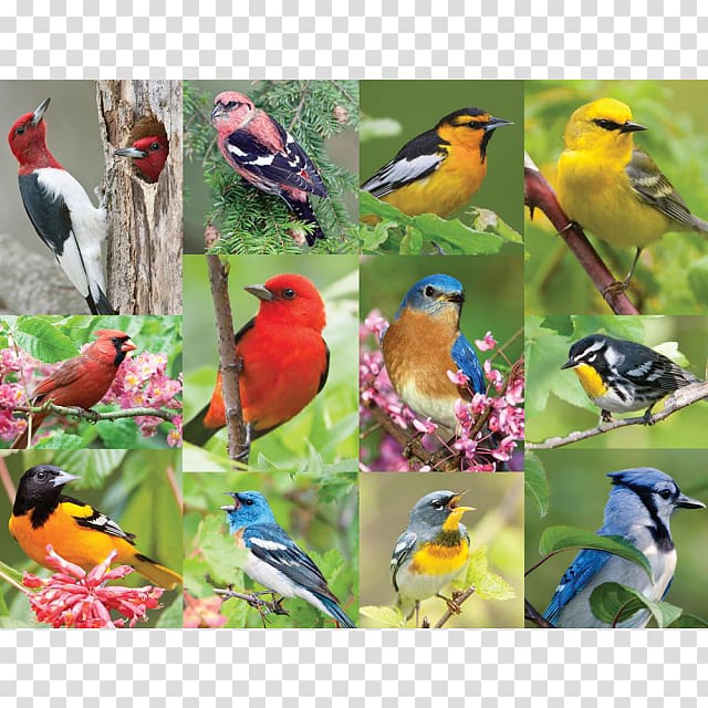 Jigsaw Puzzles Bird Ravensburger Puzzle video game, Bird transparent background PNG clipart