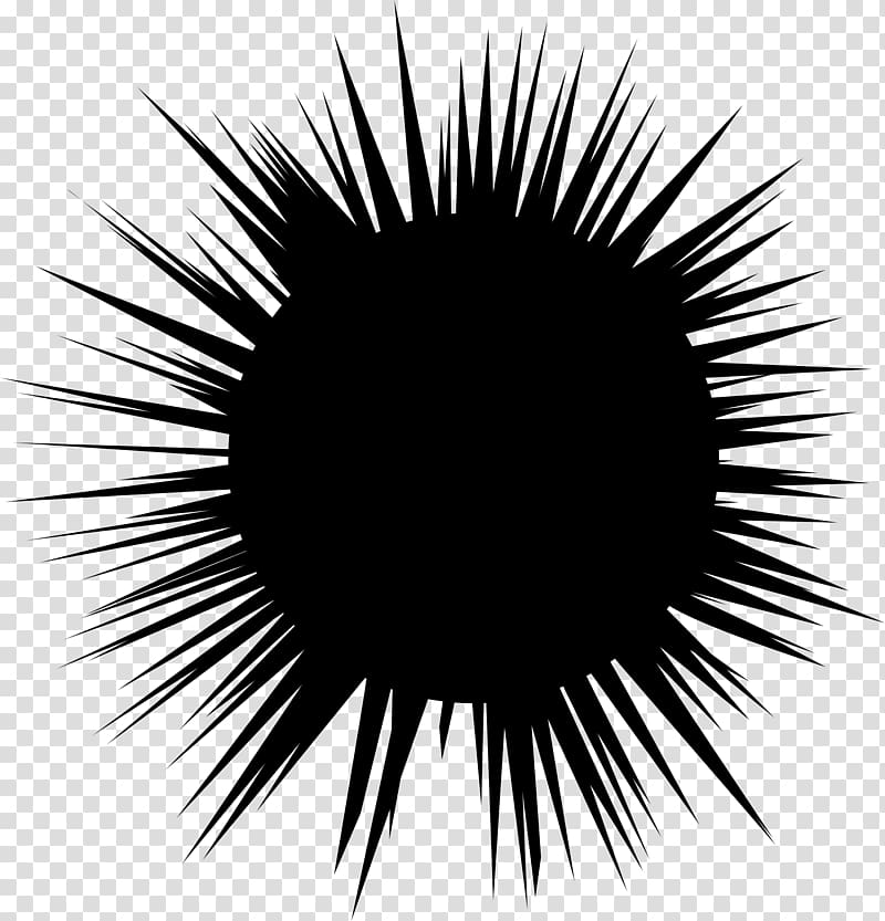 Sea urchin Hedgehog Silhouette , sea star transparent background PNG clipart