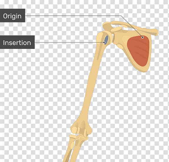 Shoulder Subscapularis muscle Origin and Insertion, scapula transparent background PNG clipart