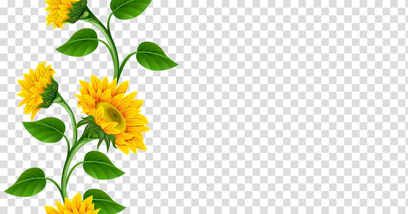 Common sunflower , sunflowers transparent background PNG clipart