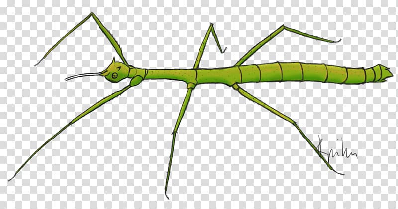 Insect Phasmids Medauroidea extradentata Drawing Art, insect transparent background PNG clipart