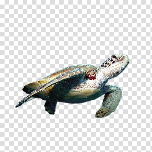 Sea turtle Reptile World Turtle Day, Sea turtle transparent background PNG clipart
