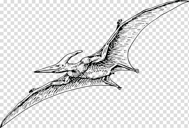 Pterodactyls Pteranodon Pterosaurs Fregatidae Dinosaur, dinosaur transparent background PNG clipart