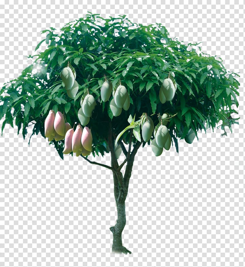 mango tree illustration, Tree Mango, Fruitful mango tree transparent background PNG clipart