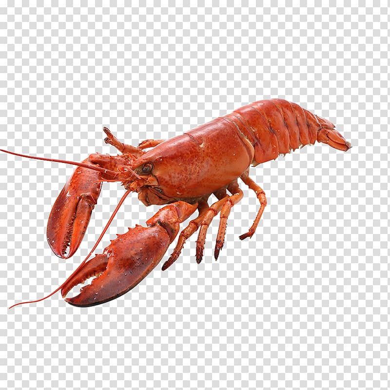 American lobster Homarus gammarus Caridea Shrimp, Deep-sea lobster transparent background PNG clipart