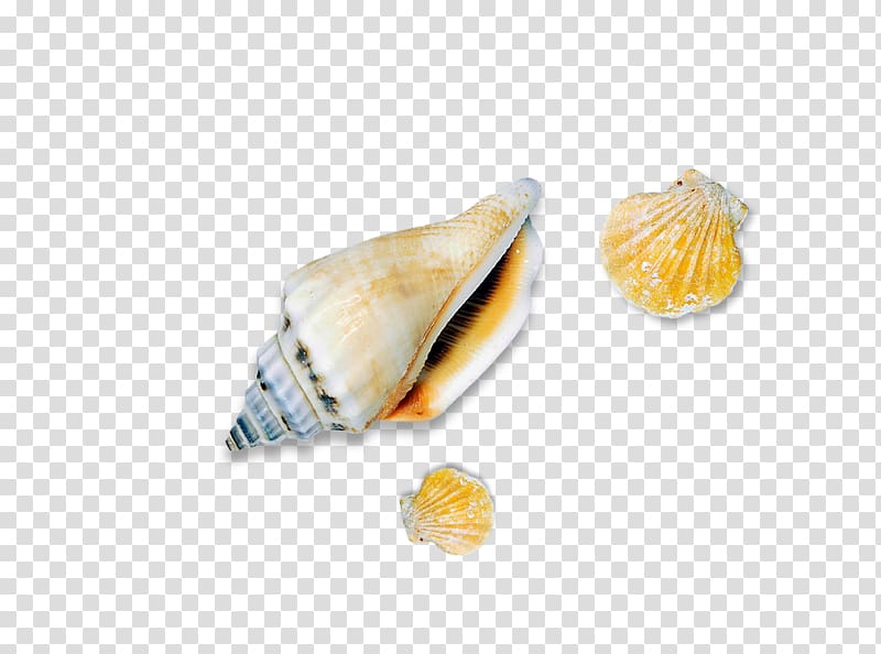 Seashell Conch Sea snail, conch transparent background PNG clipart