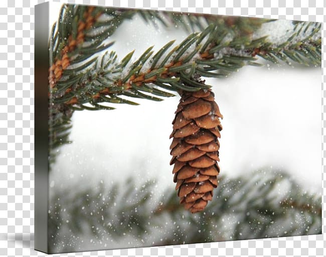 Spruce Fir Conifers Pine Evergreen, pine cone transparent background PNG clipart