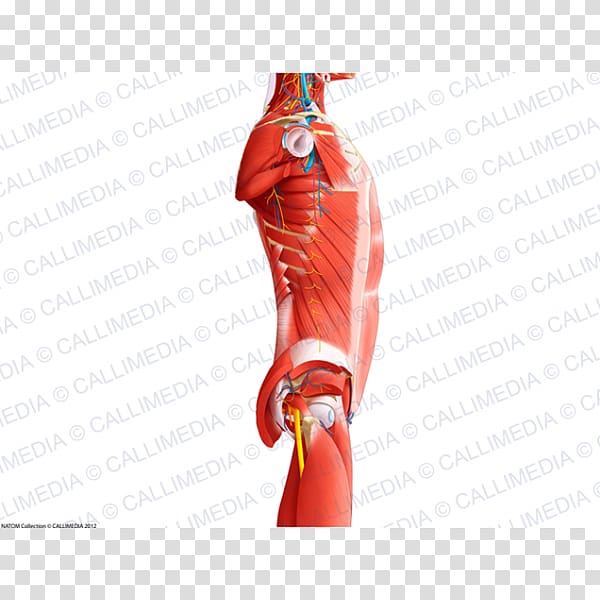 Shoulder Rectus abdominis muscle Abdomen Thorax, abdomen anatomy transparent background PNG clipart