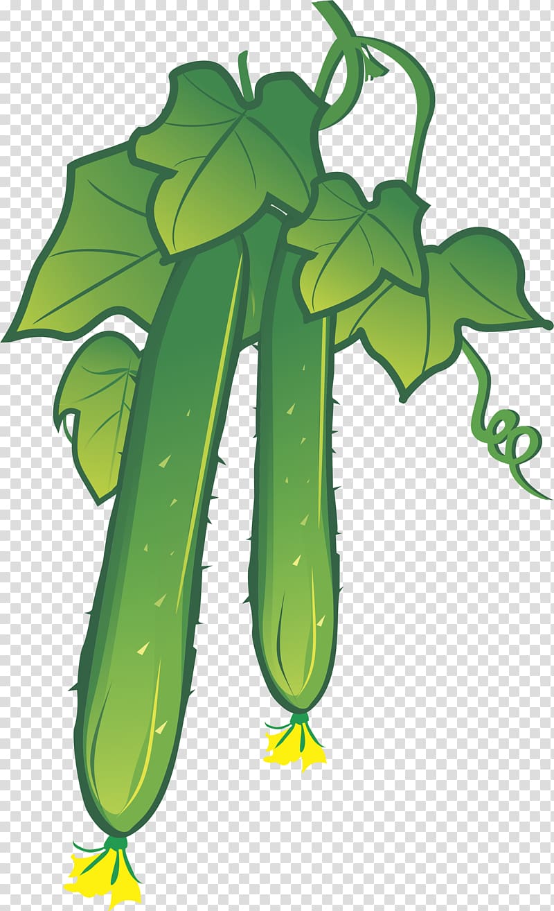 Cucumber Illustration, Cucumber element transparent background PNG clipart