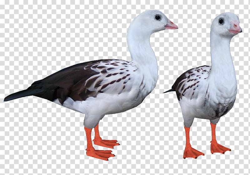 Goose Duck Fauna Feather Beak, Snow Goose transparent background PNG clipart