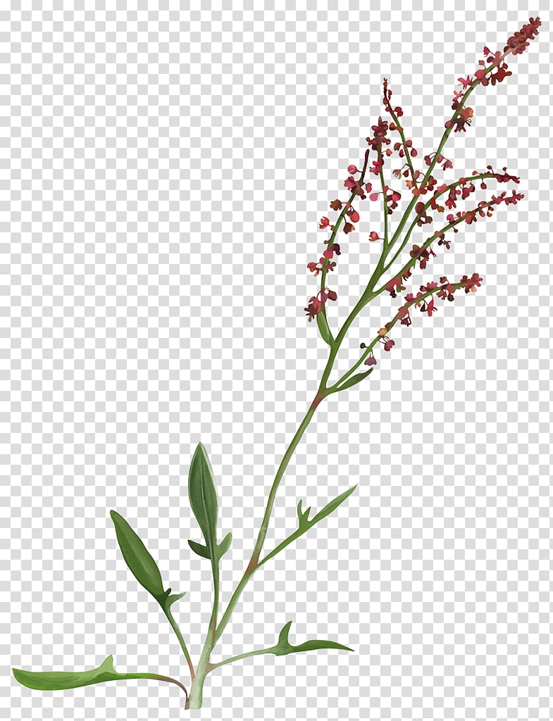 Sorrel Rumex acetosella Yarrow Perennial plant Herb, others transparent background PNG clipart