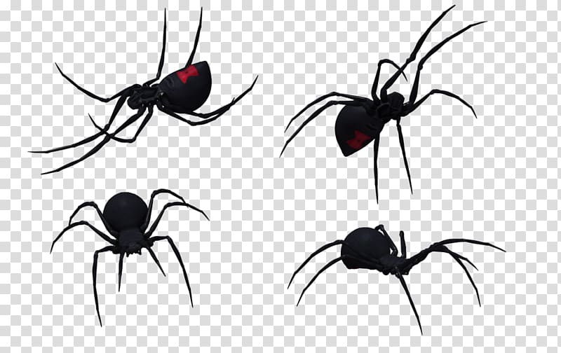 Spider Southern black widow Latrodectus hesperus Drawing , Black Widow Spider Art transparent background PNG clipart