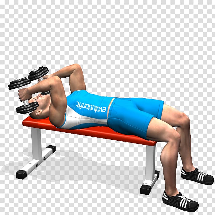 Triceps brachii muscle Physical fitness Exercise Dumbbell Bench, Male Lifting Dumbbells transparent background PNG clipart