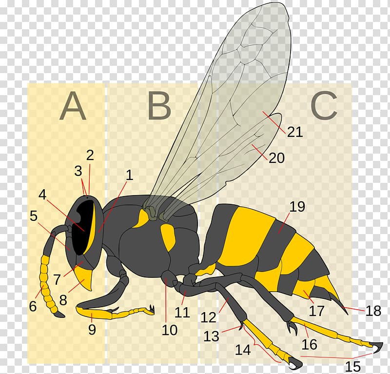 Hornet Bee Insect Wasp Yellowjacket, wasp transparent background PNG clipart