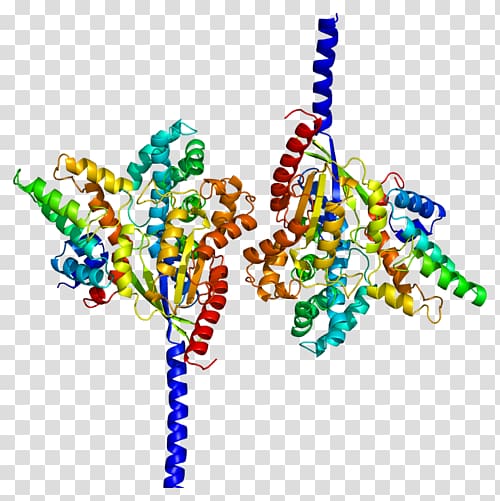 RGS4 G alpha subunit Regulator of G protein signaling Heterotrimeric G protein, others transparent background PNG clipart
