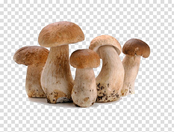 Bolognese sauce Ravioli Edible mushroom Straw mushroom, Fresh mushrooms creatives transparent background PNG clipart