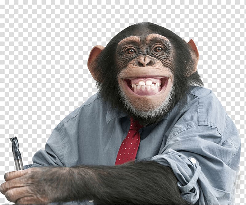 Creationism Belief Meme Atheism Religion, chimpanzee transparent background PNG clipart