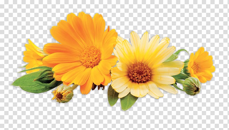 , calendula transparent background PNG clipart