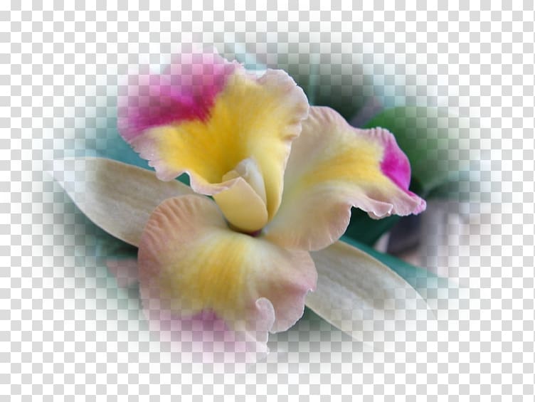 Moth orchids Cattleya orchids Cut flowers Desktop , orchidee transparent background PNG clipart