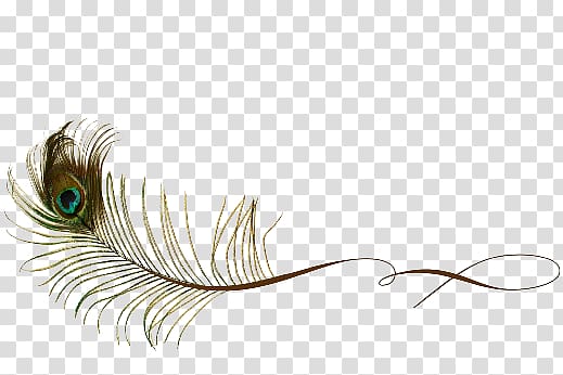 Feather Peafowl , feather transparent background PNG clipart
