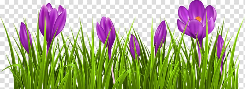 Crocus vernus Flower , flower transparent background PNG clipart