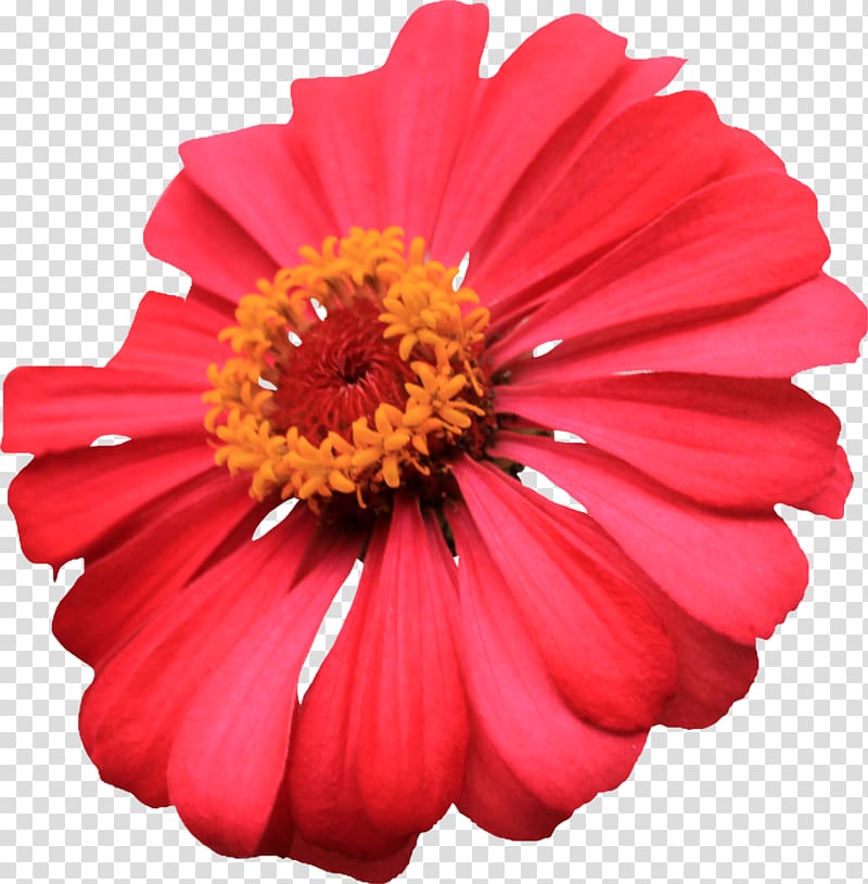 Flower Zinnia , red flower transparent background PNG clipart