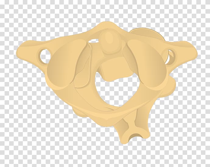 Axis Cervical vertebrae Atlas Bone Process, Cervical Vertebrae transparent background PNG clipart