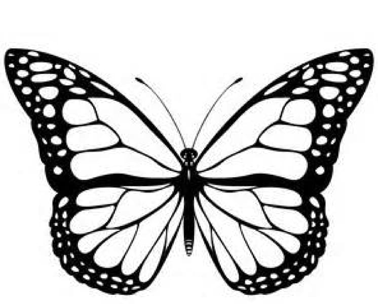 Monarch butterfly Black and white , Cartoon Monarch Butterfly transparent background PNG clipart