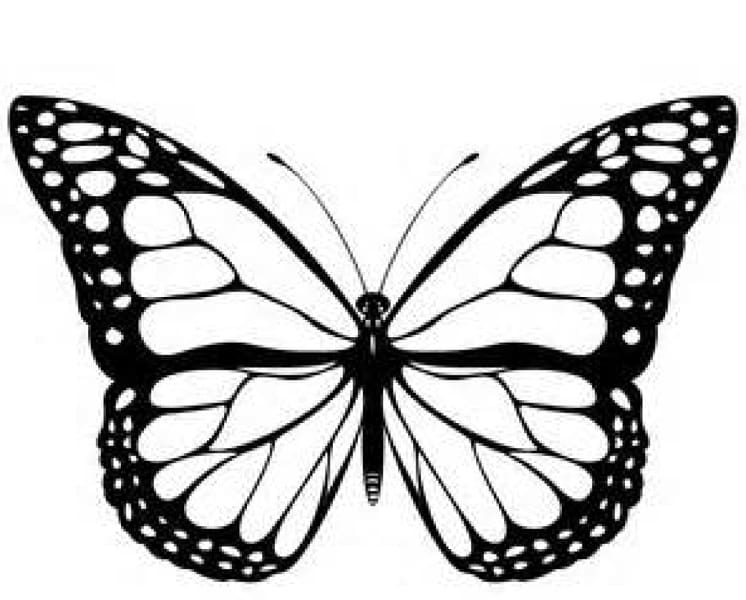 Monarch Butterfly Black And White Cartoon Monarch Butterfly