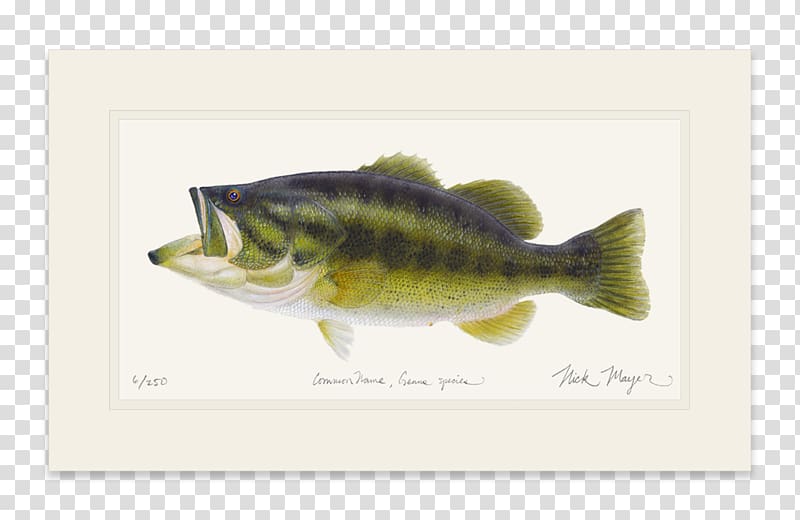 Largemouth bass Striped bass Fish Perch, double twelve posters shading material transparent background PNG clipart