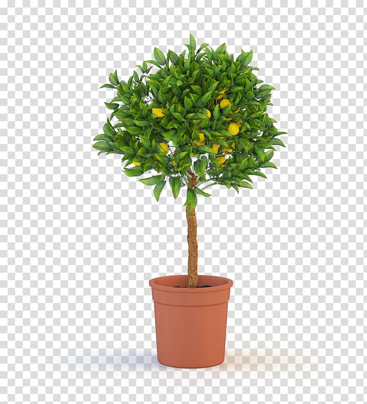 Ficus microcarpa Weeping fig Houseplant Garden Rubber fig, lemontree transparent background PNG clipart