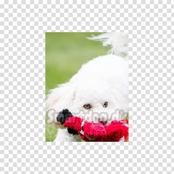 Bichon Frise Maltese dog Havanese dog Bolognese dog Poodle, puppy transparent background PNG clipart