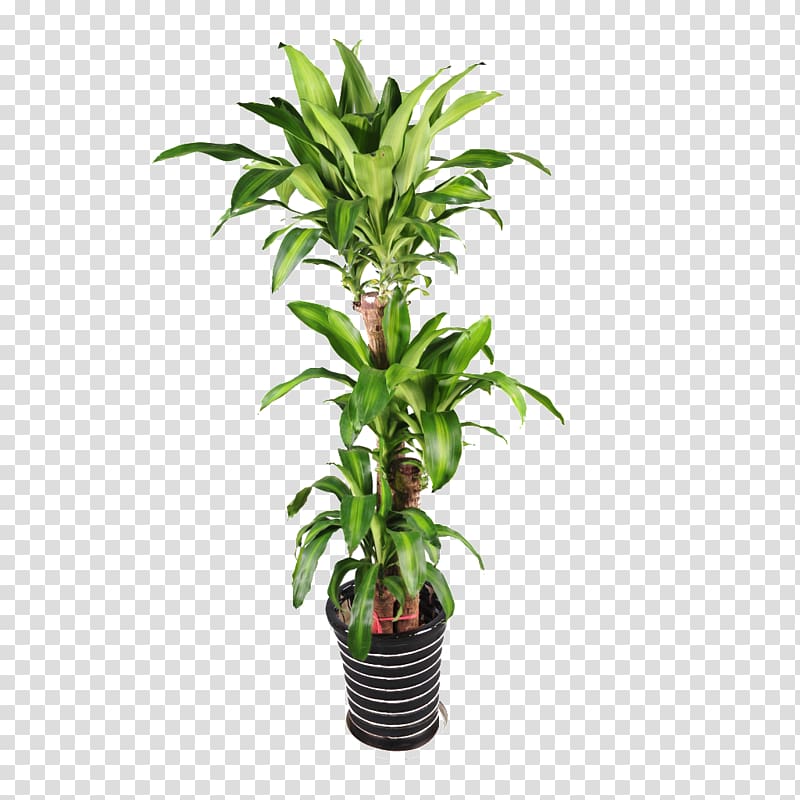 green leafed plant in black pot, Plant Flowerpot Bonsai, Green plant potted plants transparent background PNG clipart