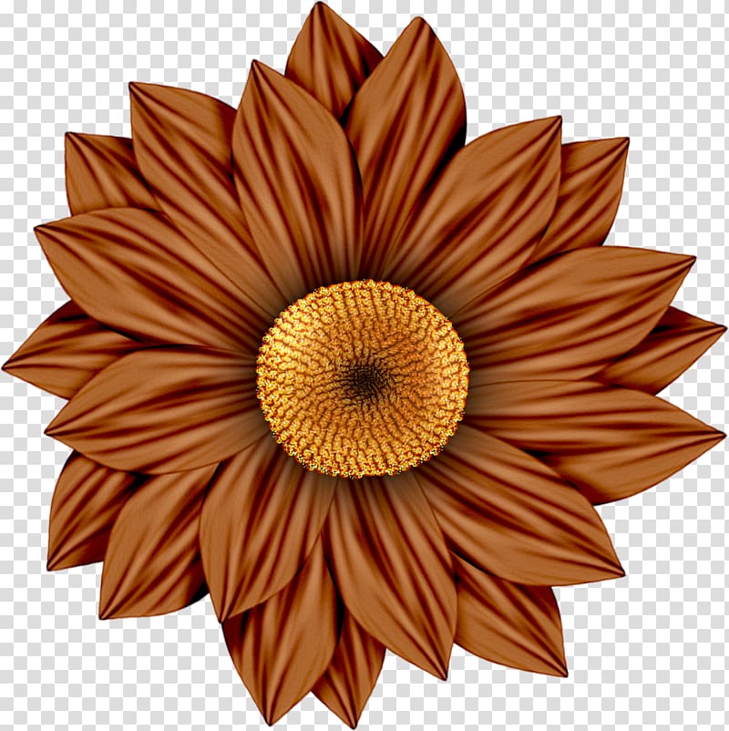 Common sunflower Daisy family Transvaal daisy Red , blue daisy transparent background PNG clipart