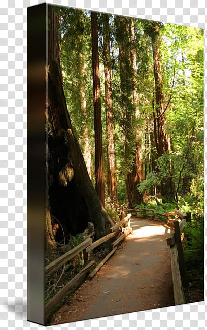 Nature reserve Gallery wrap Rainforest Bayou Sunlight, muir woods sign transparent background PNG clipart