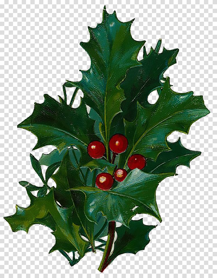 Aquifoliales Common holly Christmas Day Leaf Greeting & Note Cards, Victorian transparent background PNG clipart