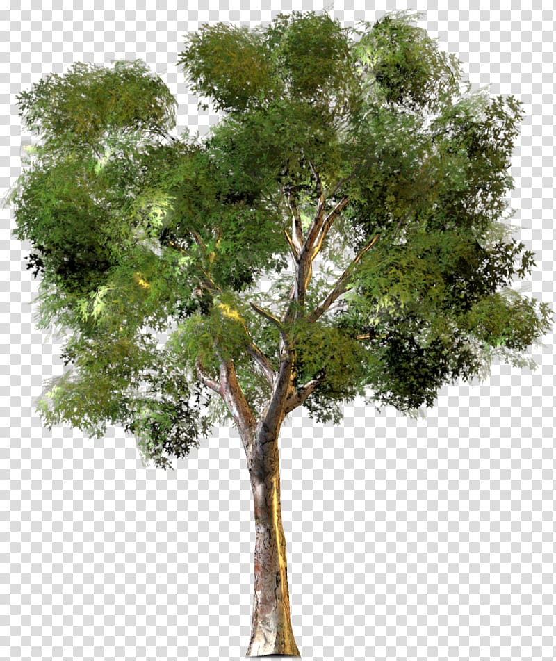0 Tree New York City Housing Authority Forest, Arbre transparent background PNG clipart