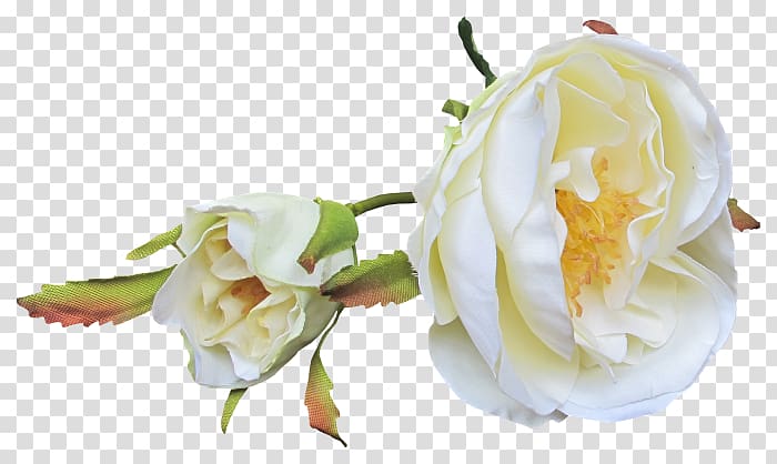 Garden roses Bud Petal Cut flowers, rose transparent background PNG clipart