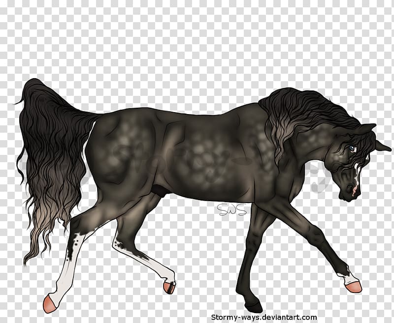 Mustang Stallion Mare Foal Colt, has been sold transparent background PNG clipart