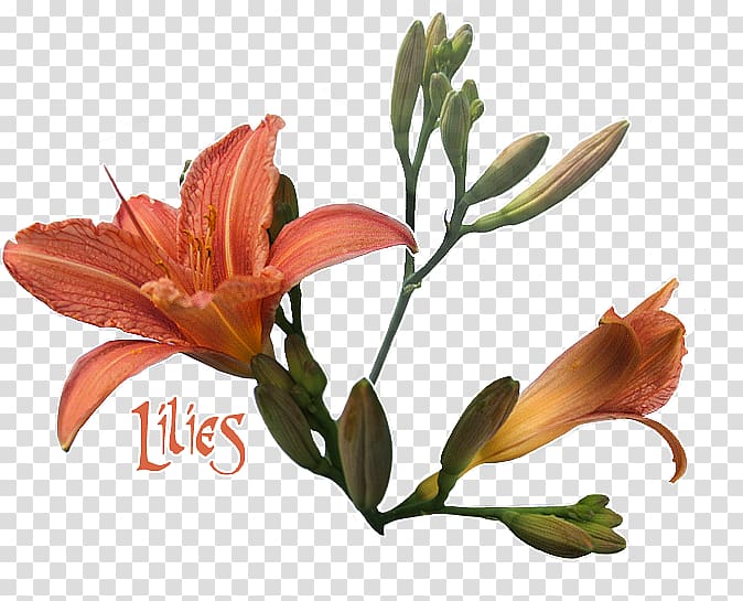 Lily of the Incas Cut flowers Plant stem Petal, Orange Lily transparent background PNG clipart