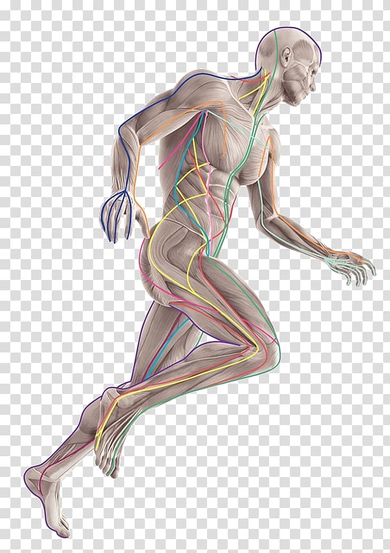 Anatomy Trains: Myofascial Meridians for Manual and Movement Therapists Therapy Human body Medicine, others transparent background PNG clipart