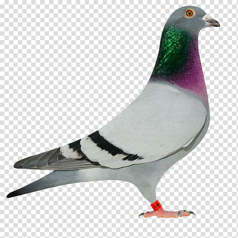 Columbidae Homing pigeon Pigeon racing Marco Klein Falckenborg Pigeon sport, pigon transparent background PNG clipart