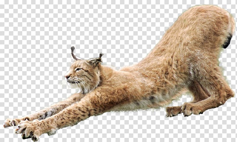 Eurasian lynx Cat, Lynx transparent background PNG clipart